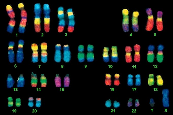 Chromosome mapping image, Chromosome mapping technique, Chromosome mapping lab process, chromosome mapping detection